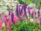 Oregon-Salem-Garden planted with Russel Lupine and Allum Art Print